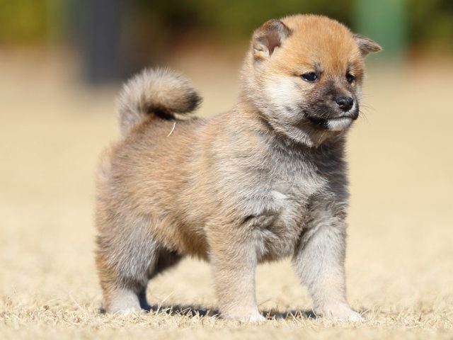 FP5A7876-puppy FP5A7876-puppy