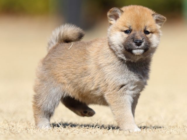 FP5A7880-puppy FP5A7880-puppy