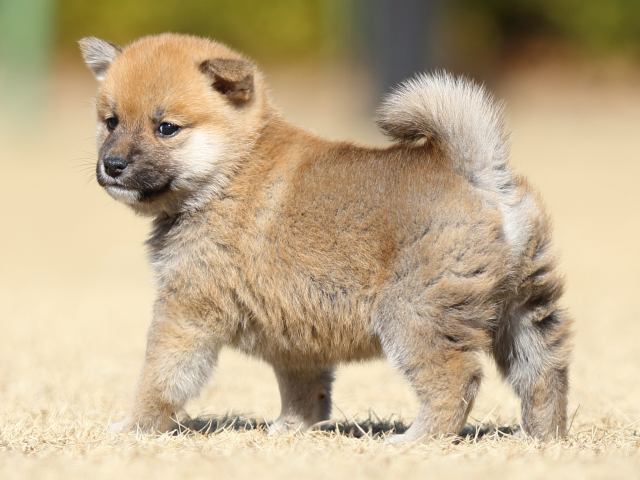 FP5A7886-puppy FP5A7886-puppy