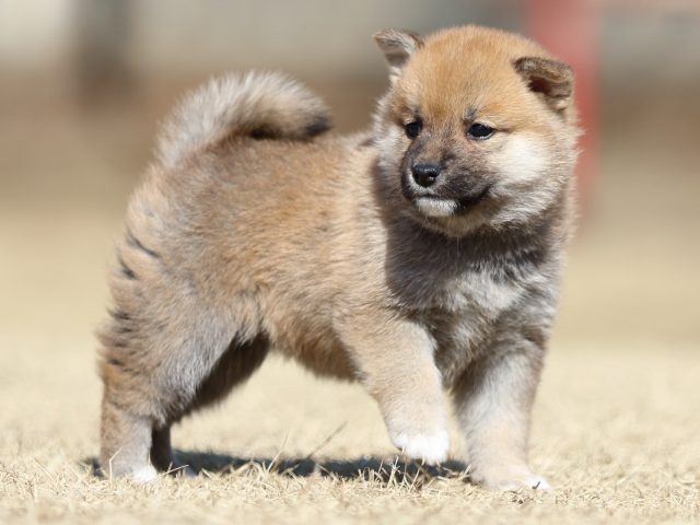 FP5A7910-puppy FP5A7910-puppy