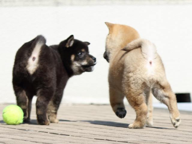 FP5A7911-puppy FP5A7911-puppy