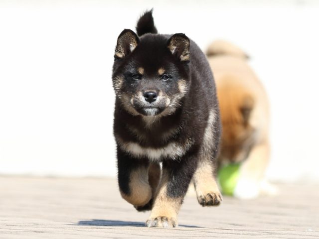 FP5A7920-puppy FP5A7920-puppy