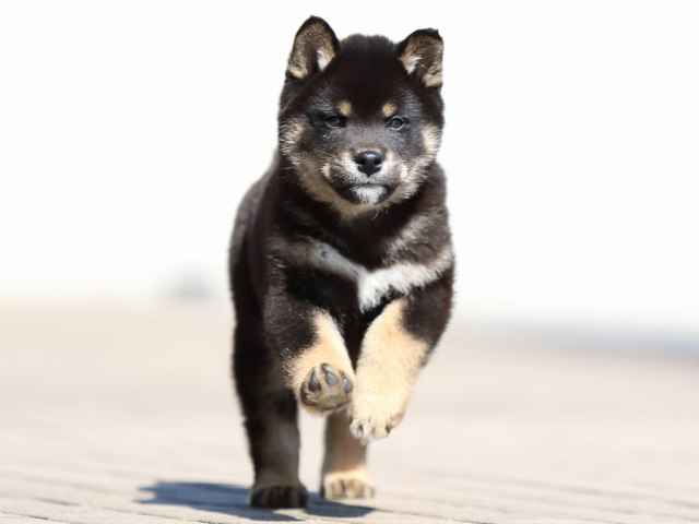 FP5A7935-puppy FP5A7935-puppy