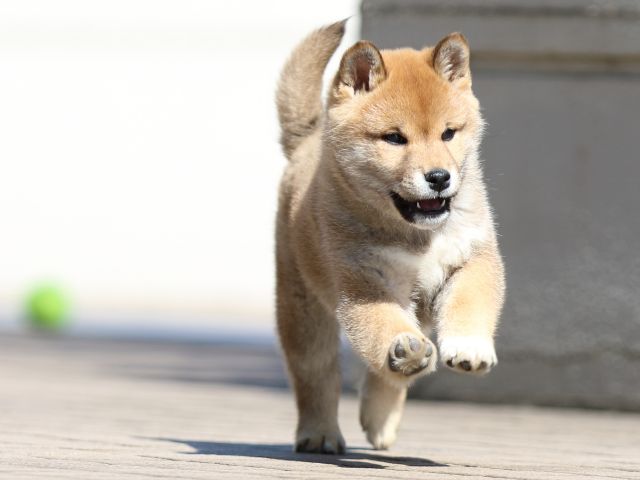 FP5A7943-puppy FP5A7943-puppy
