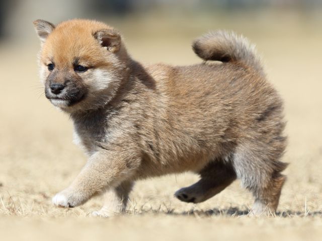 FP5A7958-puppy FP5A7958-puppy