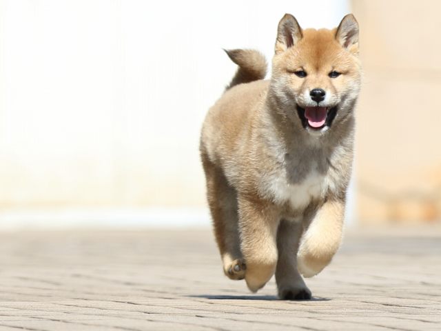 FP5A7963-puppy FP5A7963-puppy