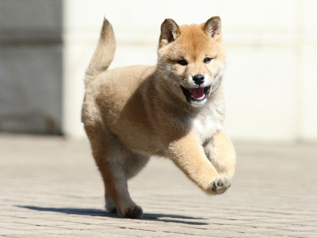 FP5A7985-puppy FP5A7985-puppy