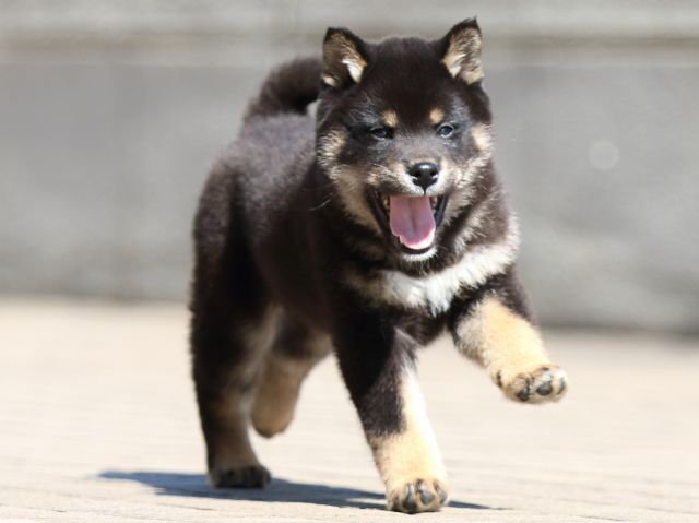 FP5A8011-puppy FP5A8011-puppy