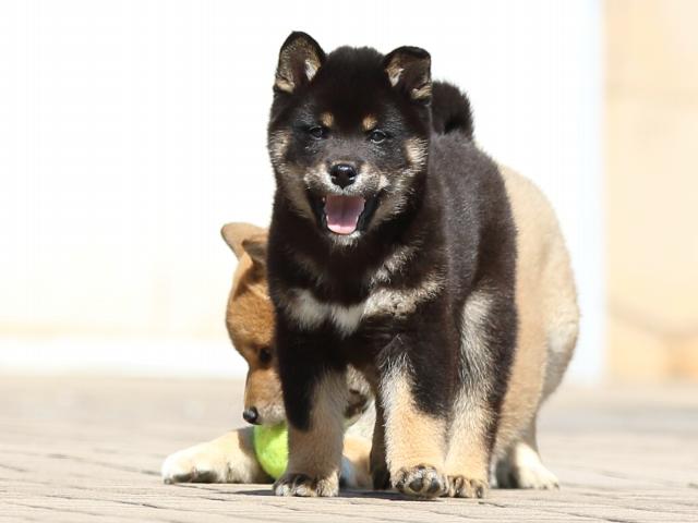 FP5A8026-puppy FP5A8026-puppy