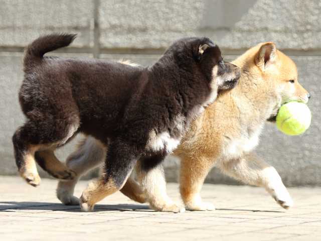 FP5A8073-puppy FP5A8073-puppy