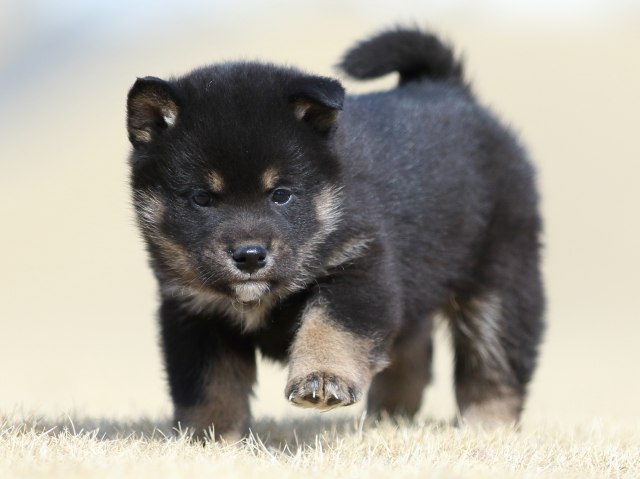 FP5A8093-puppy FP5A8093-puppy