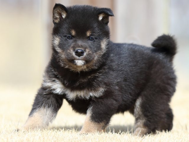 FP5A8108-puppy FP5A8108-puppy