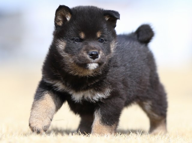 FP5A8122-puppy FP5A8122-puppy