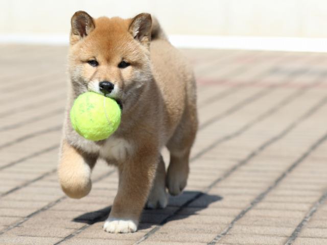 FP5A8123-puppy FP5A8123-puppy