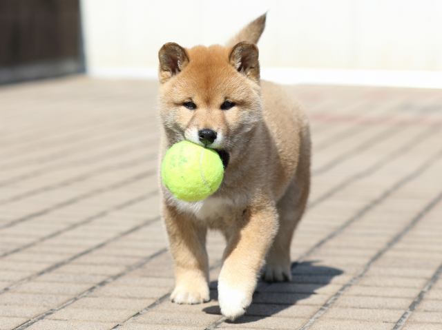 FP5A8125-puppy FP5A8125-puppy