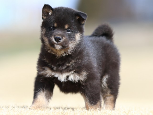FP5A8162-puppy FP5A8162-puppy