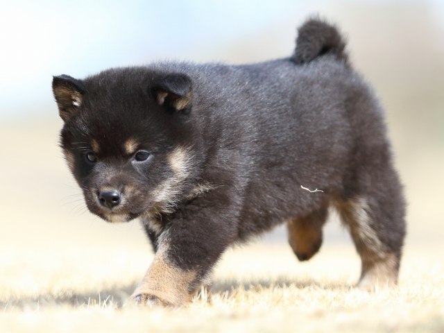 FP5A8169-puppy FP5A8169-puppy