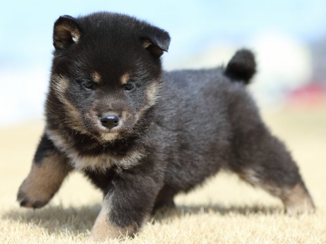 FP5A8223-puppy FP5A8223-puppy
