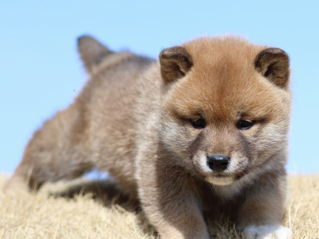 FP5A8287-puppy FP5A8287-puppy
