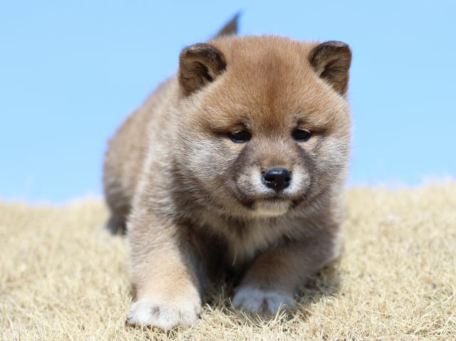 FP5A8289-puppy FP5A8289-puppy