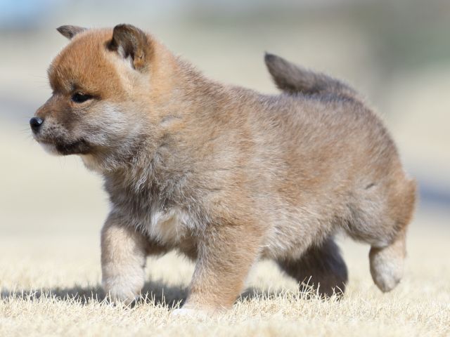 FP5A8302-puppy FP5A8302-puppy