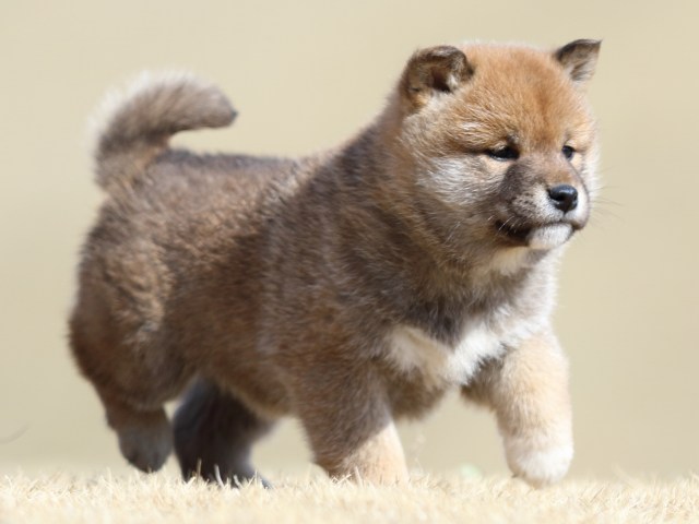 FP5A8350-puppy FP5A8350-puppy
