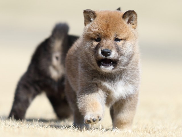 FP5A8380-puppy FP5A8380-puppy