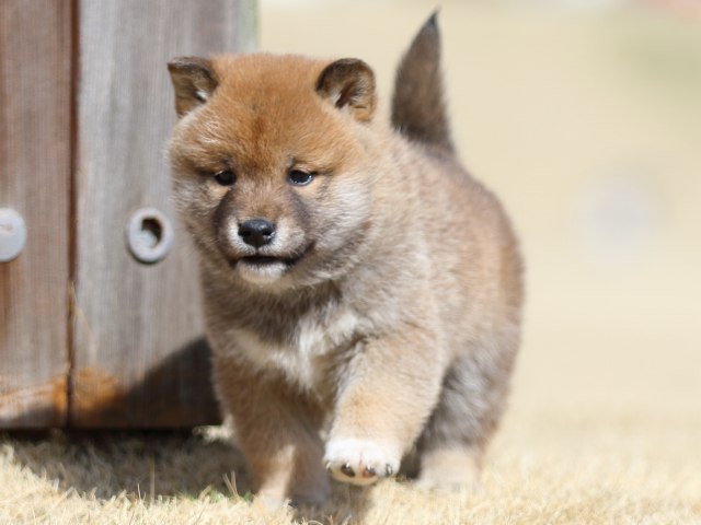 FP5A8396-puppy FP5A8396-puppy