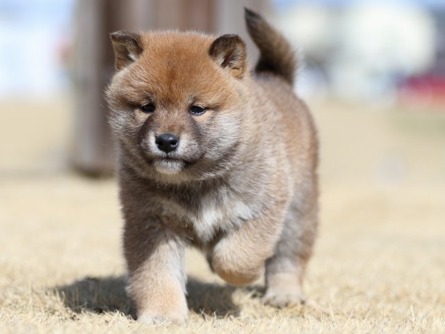FP5A8407-puppy FP5A8407-puppy