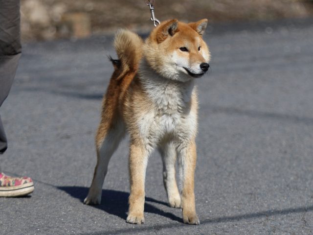 FP5A8449-puppy FP5A8449-puppy