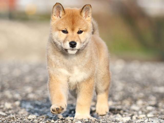 FP5A8461-puppy FP5A8461-puppy