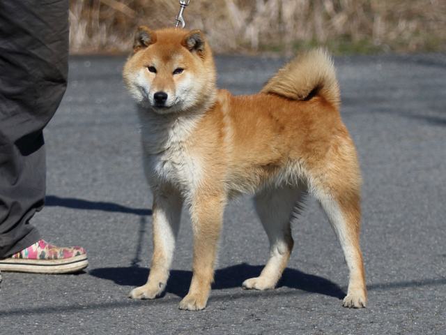 FP5A8465-puppy FP5A8465-puppy