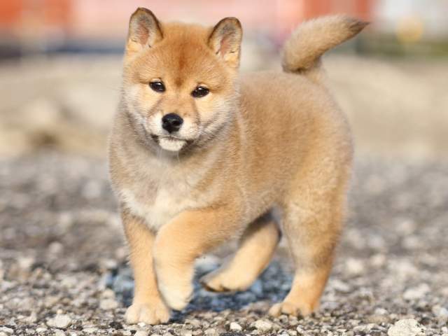 FP5A8466-puppy FP5A8466-puppy