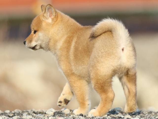 FP5A8476-puppy FP5A8476-puppy