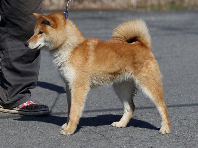 FP5A8478-puppy FP5A8478-puppy