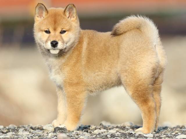 FP5A8479-puppy FP5A8479-puppy