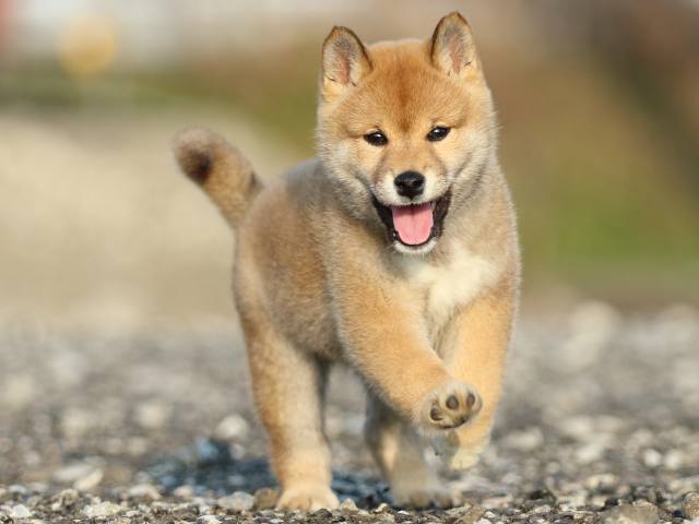 FP5A8494-puppy FP5A8494-puppy