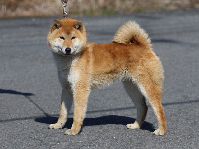FP5A8497-puppy FP5A8497-puppy