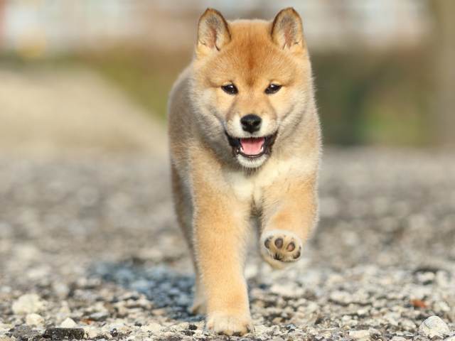 FP5A8499-puppy FP5A8499-puppy