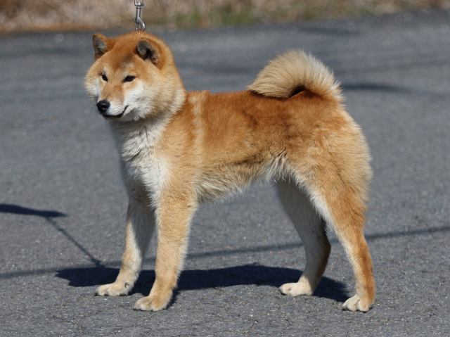 FP5A8500-puppy FP5A8500-puppy