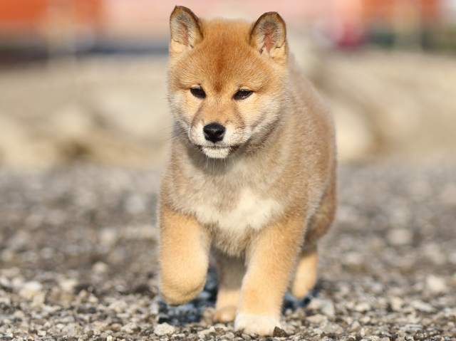 FP5A8513-puppy FP5A8513-puppy