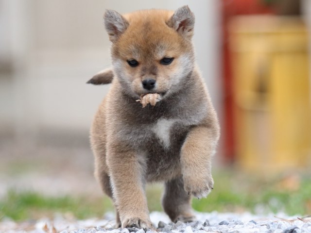FP5A8538-puppy FP5A8538-puppy