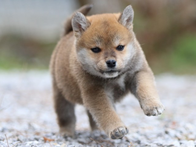 FP5A8686-puppy FP5A8686-puppy