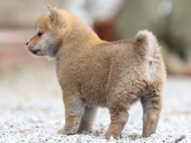 FP5A8692-puppy FP5A8692-puppy