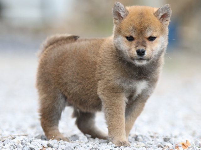 FP5A8695-puppy FP5A8695-puppy
