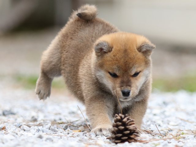FP5A8737-puppy FP5A8737-puppy