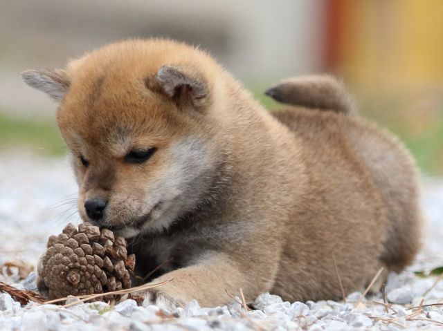 FP5A8743-puppy FP5A8743-puppy