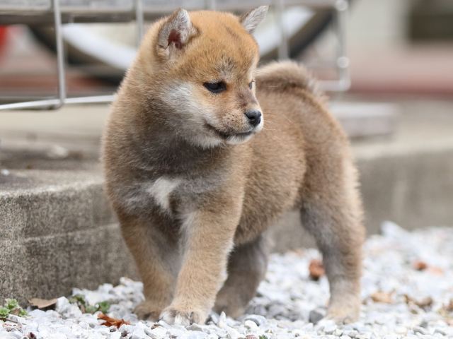 FP5A8765-puppy FP5A8765-puppy