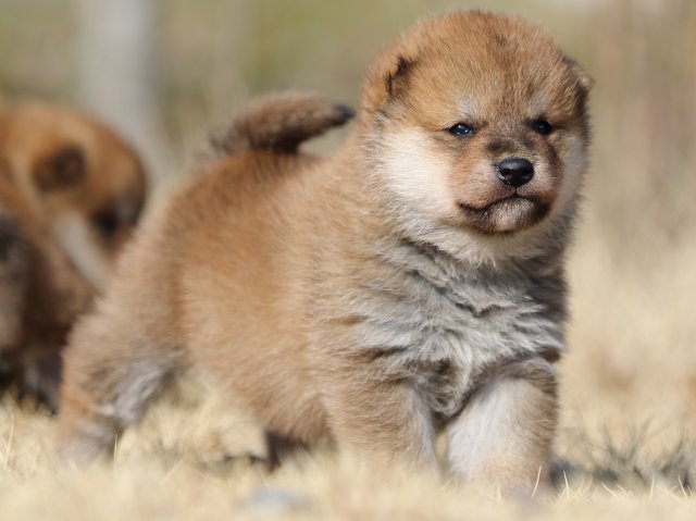 FP5A8787-puppy FP5A8787-puppy
