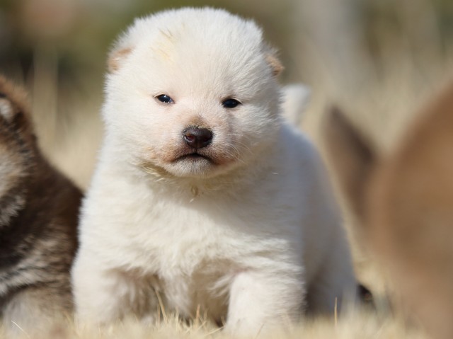FP5A8807-puppy FP5A8807-puppy